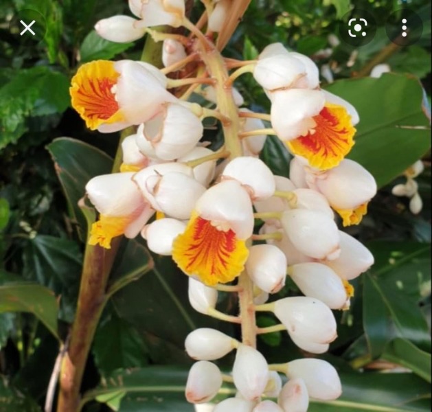 盛開的月桃花,白色花瓣中露出黃色帶紅紋的唇瓣